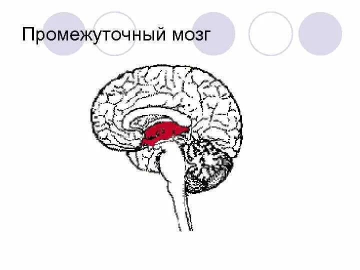 Промежуточный мозг. Промежуточный мозг строение. Промежуточный мозг схема. Структуры промежуточного мозга.