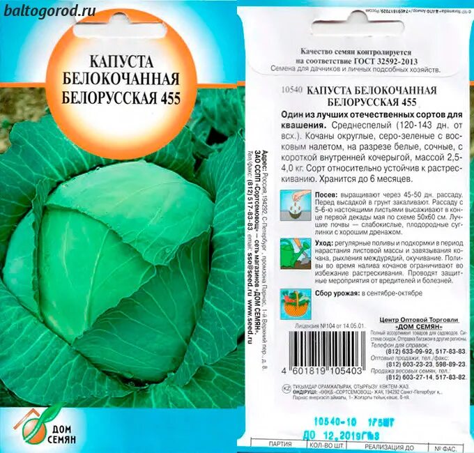 Капуста белорусская описание сорта отзывы. Капуста Белоруссии 455. Капуста белорусская фото.