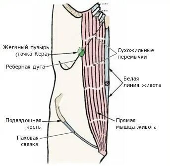 Печень по краю реберной дуги. Точки желчного пузыря точка Кера. Точка Кера желчный пузырь. Точку проекции желчного пузыря (Кера). Точка Керра для желчного пузыря.