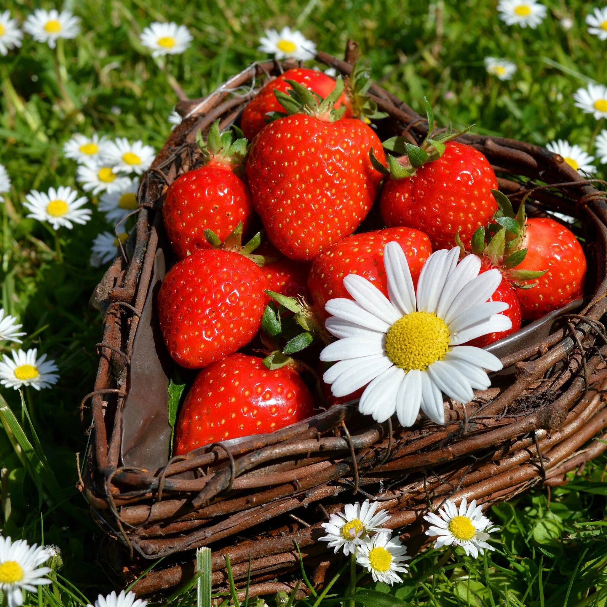Что будет если есть каждый день клубнику. Летние ягоды. Летние цветы. Лето ягоды цветы. Ягоды в лукошке.