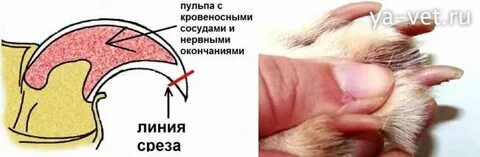 Пульпа когтя