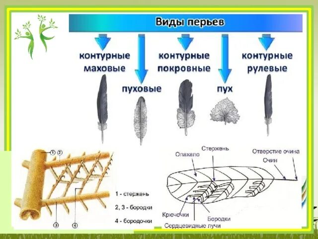 Сходства и различия контурного и пухового. Типы перьев птиц биология 7 класс. Строение покровного пера птицы. Перья птиц схема 7 класс биология. Строение перьев птиц типы перьев.