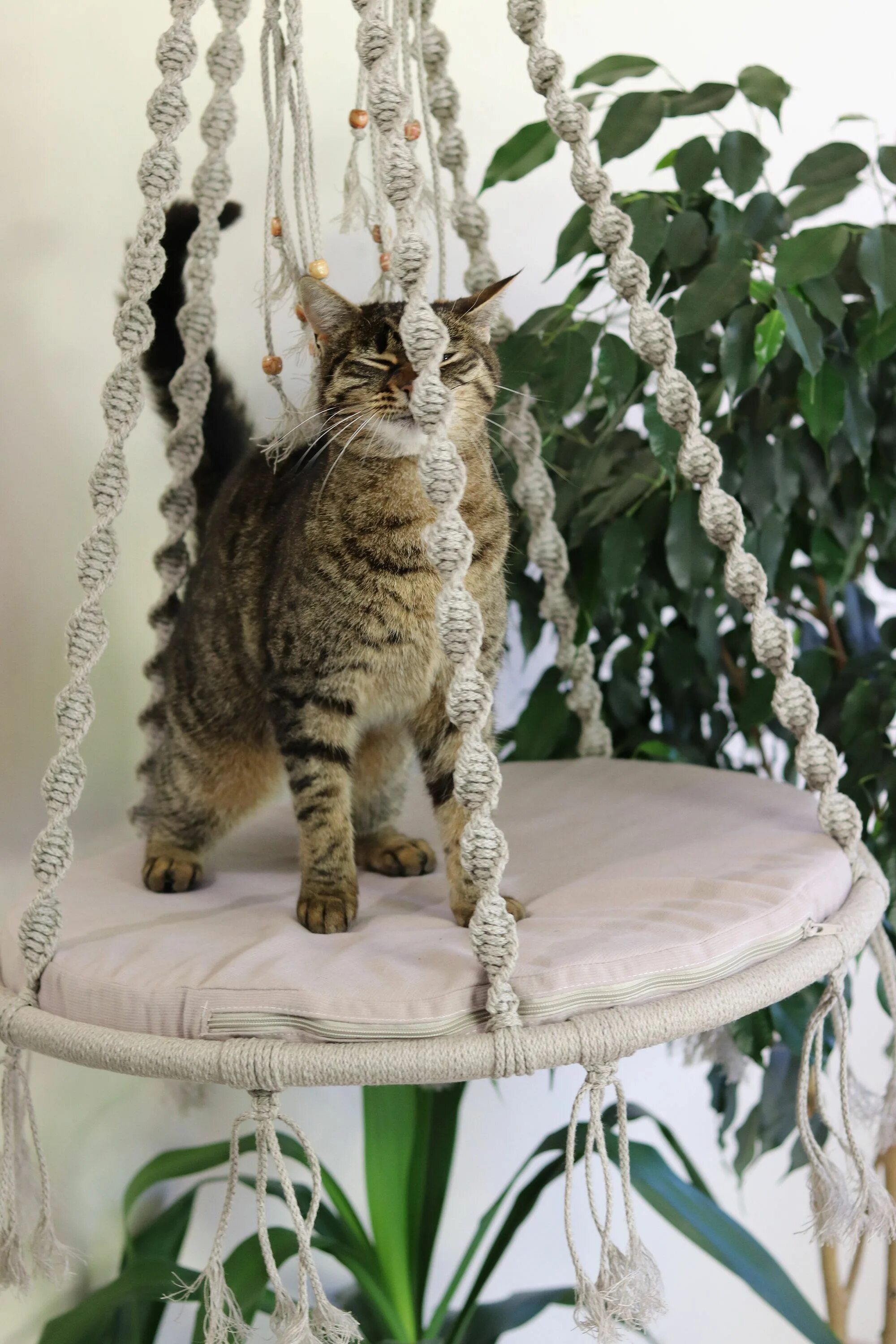 Макраме кот. Гамак для кошек. гамак для кота макраме. макраме лежанка для кота. макраме лежак для кошки.