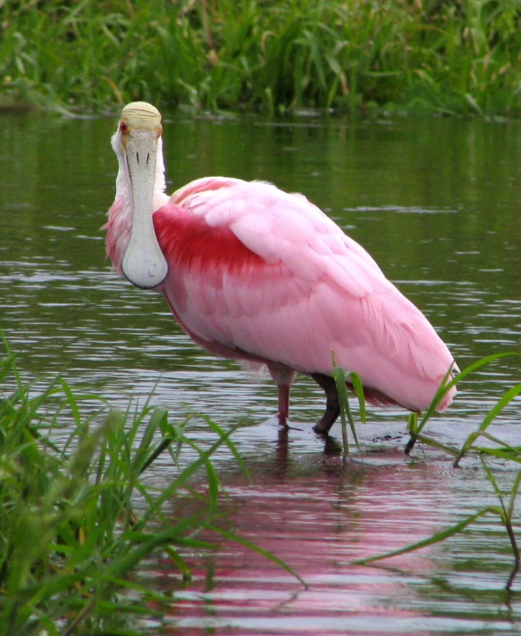 Колпица птица. Астраханский заповедник колпицы. Roseate Spoonbill. Колпица в Астраханском заповеднике.