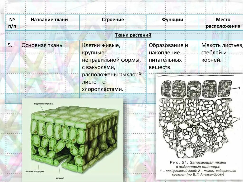 Изображение ткани растений. Основная ткань растений строение клетки. Ткани растений ЕГЭ биология таблица. Строение клеток основной ткани растений. Основная ткань.