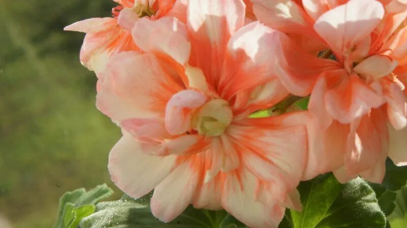 Runes peach melba пеларгония. Runes peach melba пеларгония. Runes valentin пеларгония фото и описание сорта. Пеларгония runes melba. Lauren alexandra пеларгония.