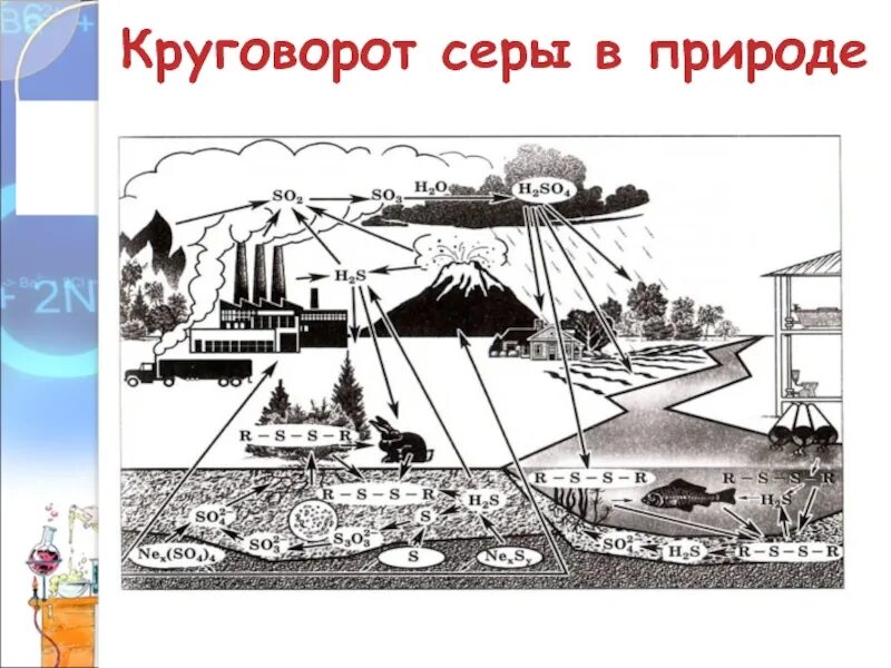 Круговорот серы в природе впр. Круговорот серы в природе схема. Круговорот серы в биосфере. Сера круговорот в природе. Круговорот серы в природе схема 11 класс.