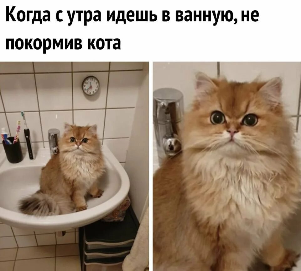 Мемы с котиками. Мемы с котиками с надписями. Смешные мемы с котами и надписями. Кот Мем.
