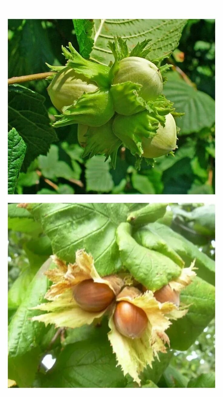 Corylus Avellana Hazelnut Fruit Tree XXL Jumbo Plug Plants - 24HR DISPATCH eBay