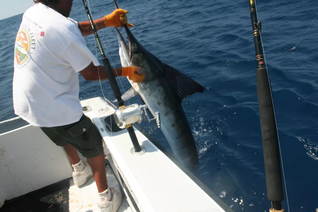 Коста-Рика " Черный марлин (Black marlin, Makaira indica)