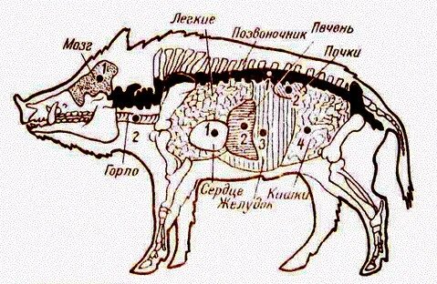 Схема кабана