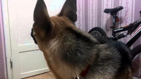 Собака лает видео