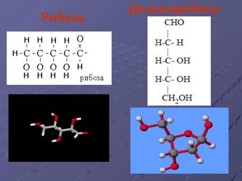 Биологическая роль рибозы. Дезоксирибоза. Рибоза и дезоксирибоза. L 2 дезоксирибоза. Альфа дезоксирибоза.