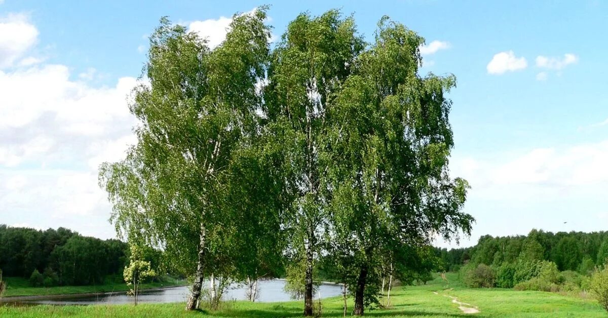 Ленинская березка. Береза Белоруссии дерево. Берёза ойковская. Россия Березки. Берёза кенайская.