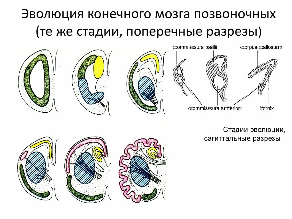 Эволюция конечного мозга. Развитие конечного мозга. Развития головного мозга у позвоночных Эволюция. Этапы развития нервной системы позвоночных поперечные разрезы.