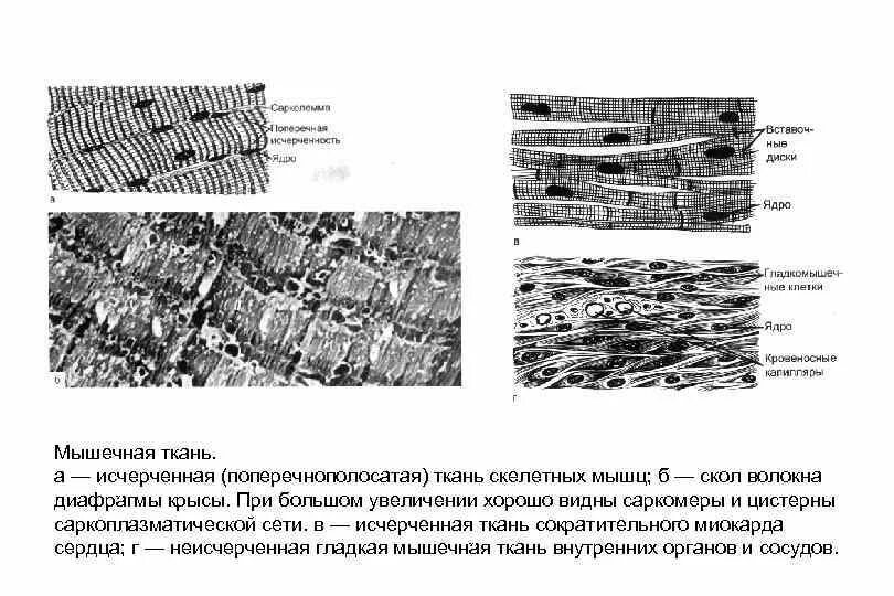 Изображение поперечно полосатой скелетной мышечной ткани. Поперечно исчерченная мышечная ткань. Сократительный аппарат скелетной мышечной ткани. Исчерченная поперечнополосатая Скелетная мышечная ткань. Неисчерченная поперечно полосатая ткань.