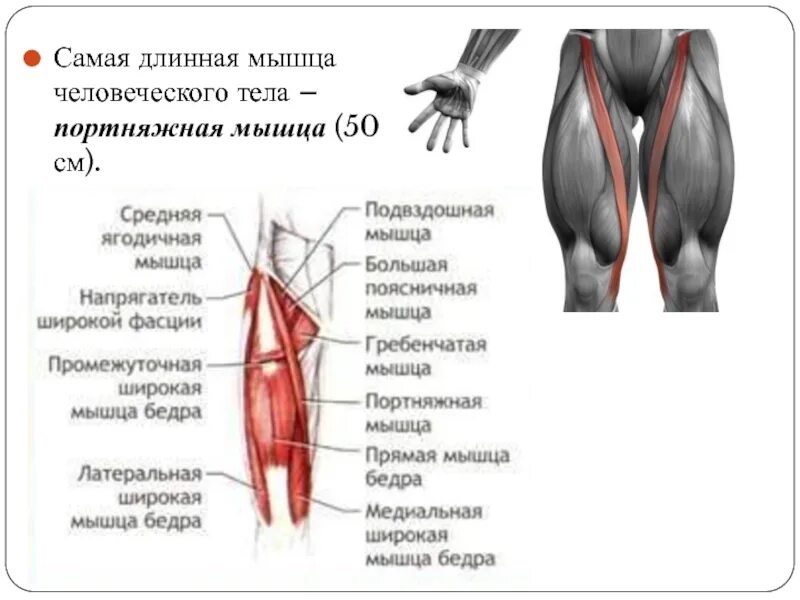 Какие мышцы самые. Портняжная мышца иннервация. Мышцы четырехглавая,гребенчатая, портняжная. Мышцы бедра портняжная мышца. Портняжная мышца бедра анатомия.