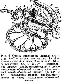 Кишечник 4 животных