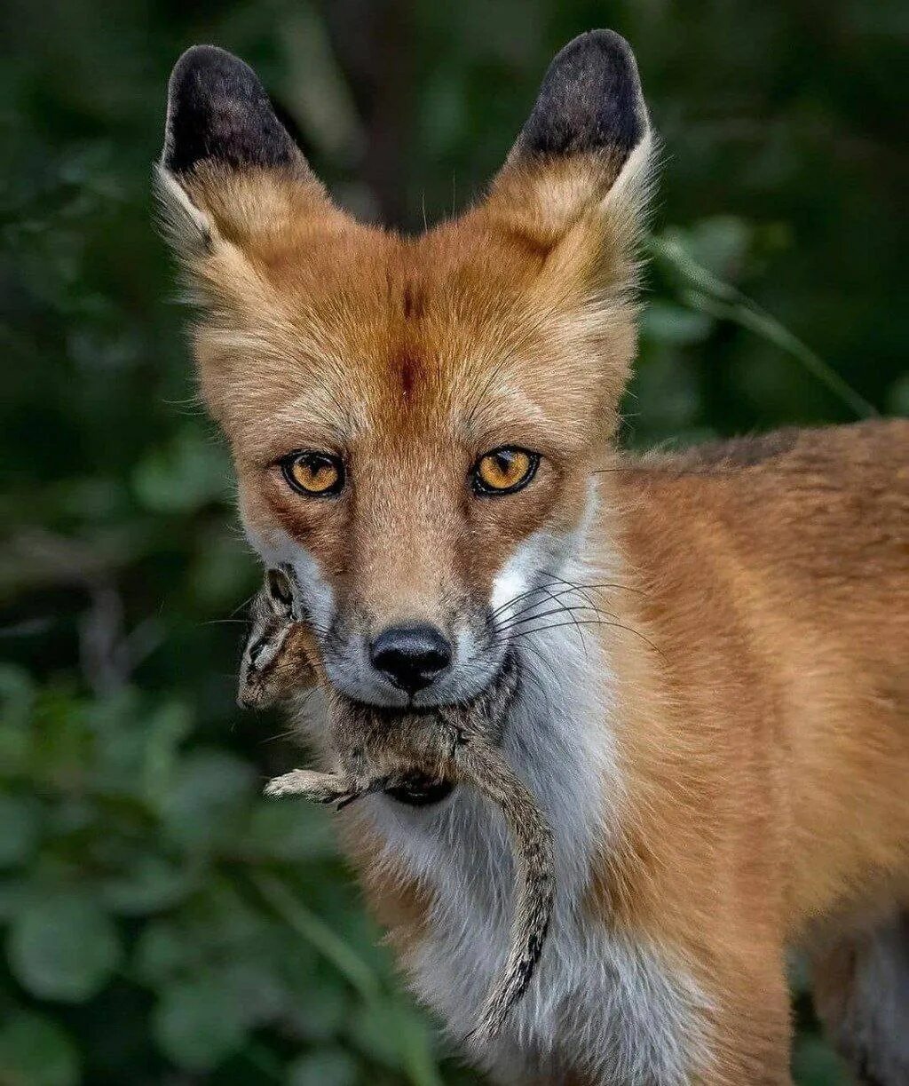 First fox. Лиса с добычей. Лиса с добычей в зубах. Лесной брат лисицы. Фото лисы с добычей.