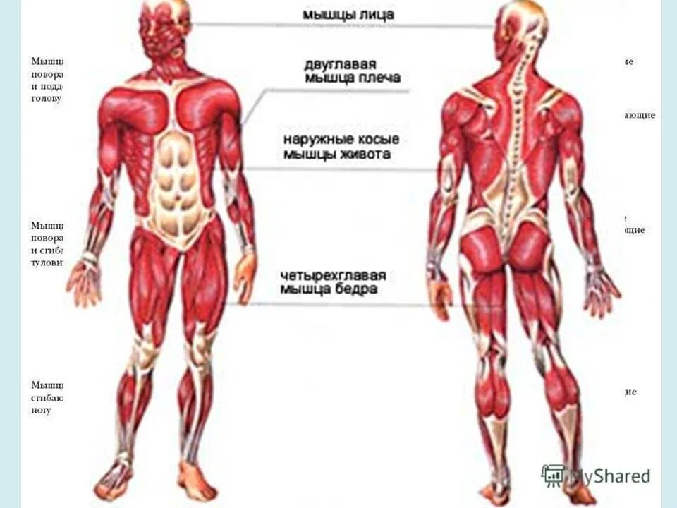 Анатомия биомеханика физиология. Опорно-двигательный аппарат и мышечная система. Двигательная функция мышц. Биомеханика опорно-двигательной системы человека. Характеристика мышц туловища.
