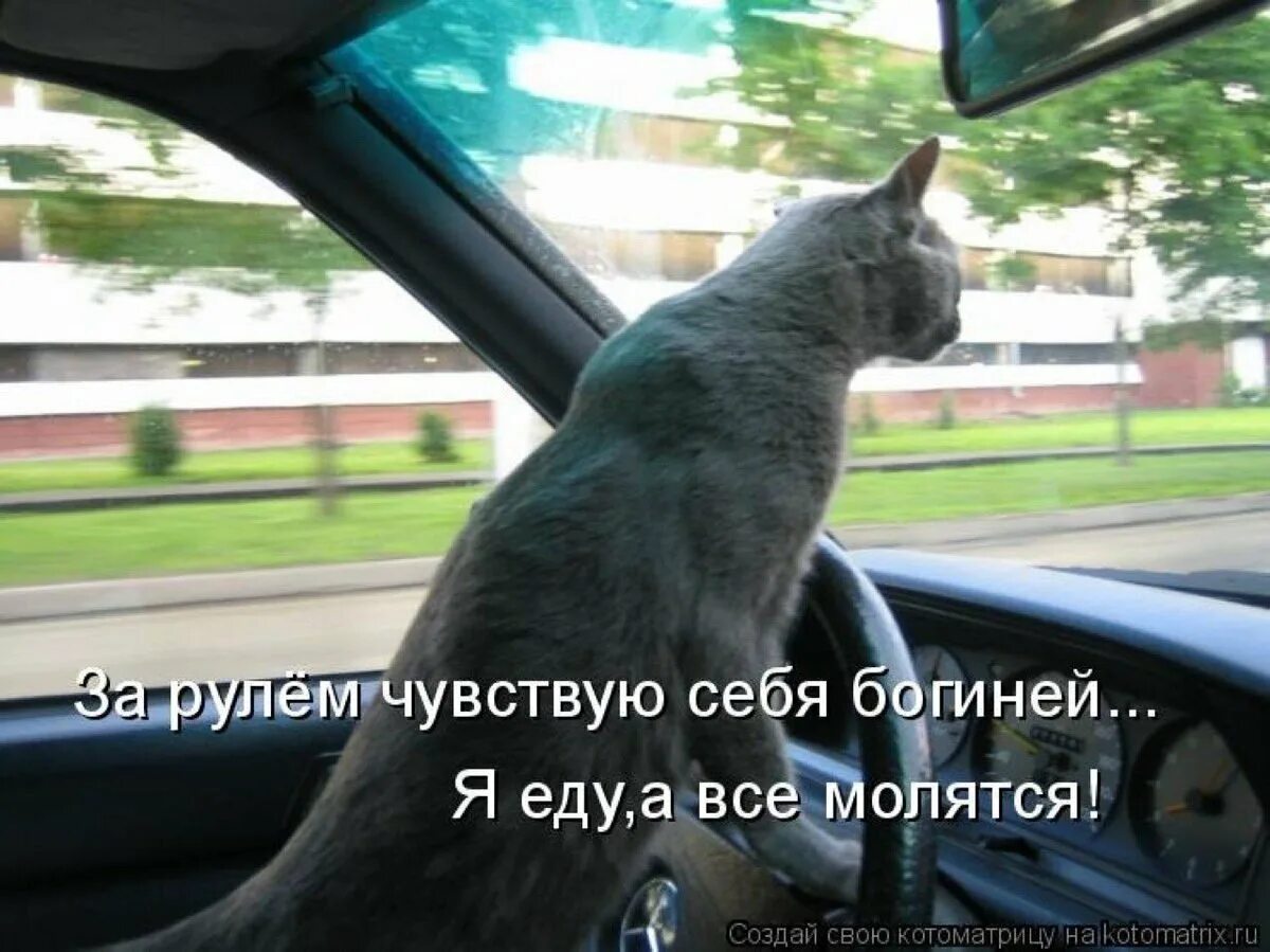 Можно сказать ехать. Кот за рулем. Смешные котики за рулем. Кот за рулем прикол. Кошка едет за рулем.
