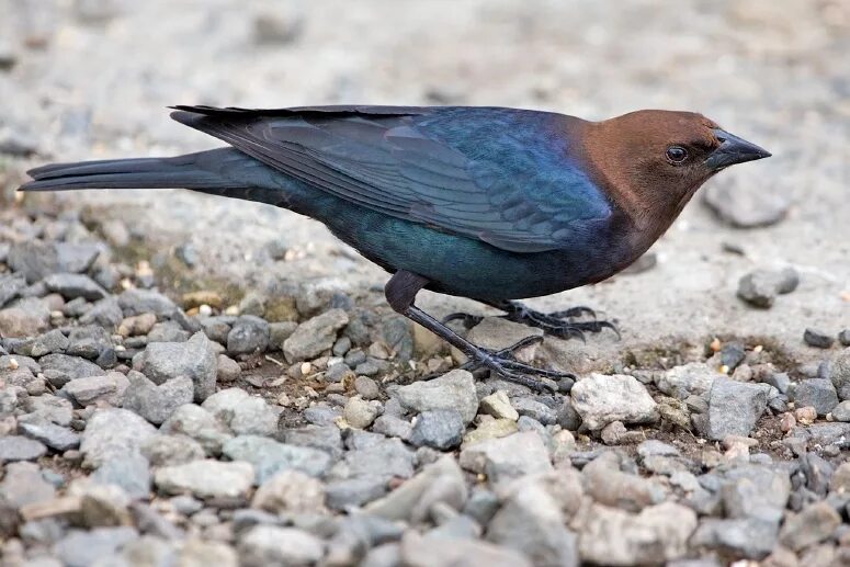 Самые частые птицы. Буроголовый коровий трупиал. Воловьи птички. Molothrus ater. Cowbird птица.