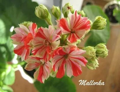 Мальорка пеларгония