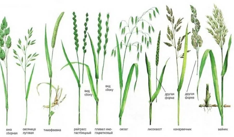Злаки растения примеры названия. Злаковые сорные растения. Тимофеевка Луговая овсяница Луговая. Однодольные злаковые сорняки. Мятлик-Тимофеевка-Клевер.