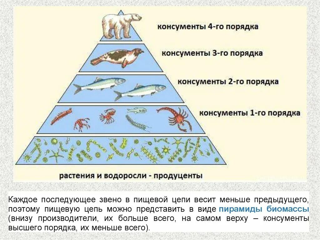 Экологическая пирамида консументы. Экологическая пирамида консументы продуценты. Пищевая пирамида биология. Цепи питания животных консументы редуценты. Экологическая пирамида рисунок