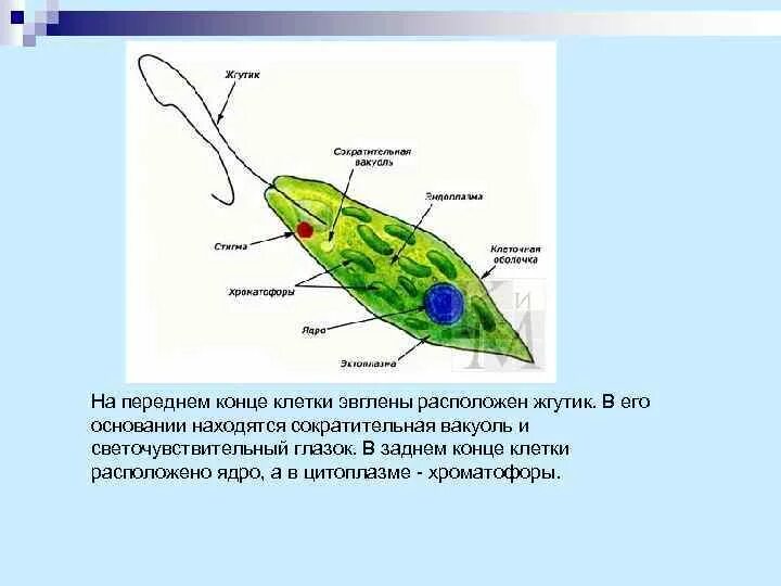 Какой органоид у эвглены зеленой. Строение жгутика эвглены. Светочувствительный глазок эвглены. Эвглена под микроскопом строение. Эвглена зеленая основание жгутика.