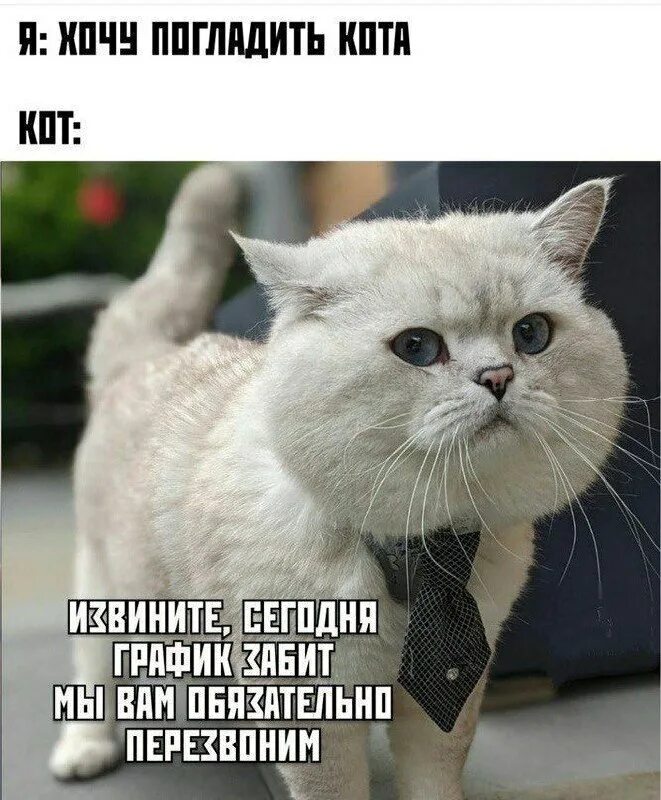 V 2 бонго кэт. чмоня котенок мем. котики мемы играть. мемы с котами. коты геймеры.