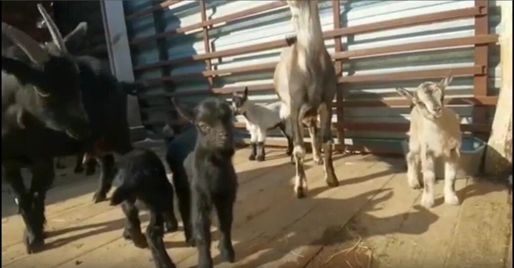 Пятеро козлят. В Петербурге в зоопарке родились козлята. Зоопарк Барнаул Лесная сказка звери с названиями козлята. Доска позора в барнаульском зоопарке. Пять или пятеро козлят.