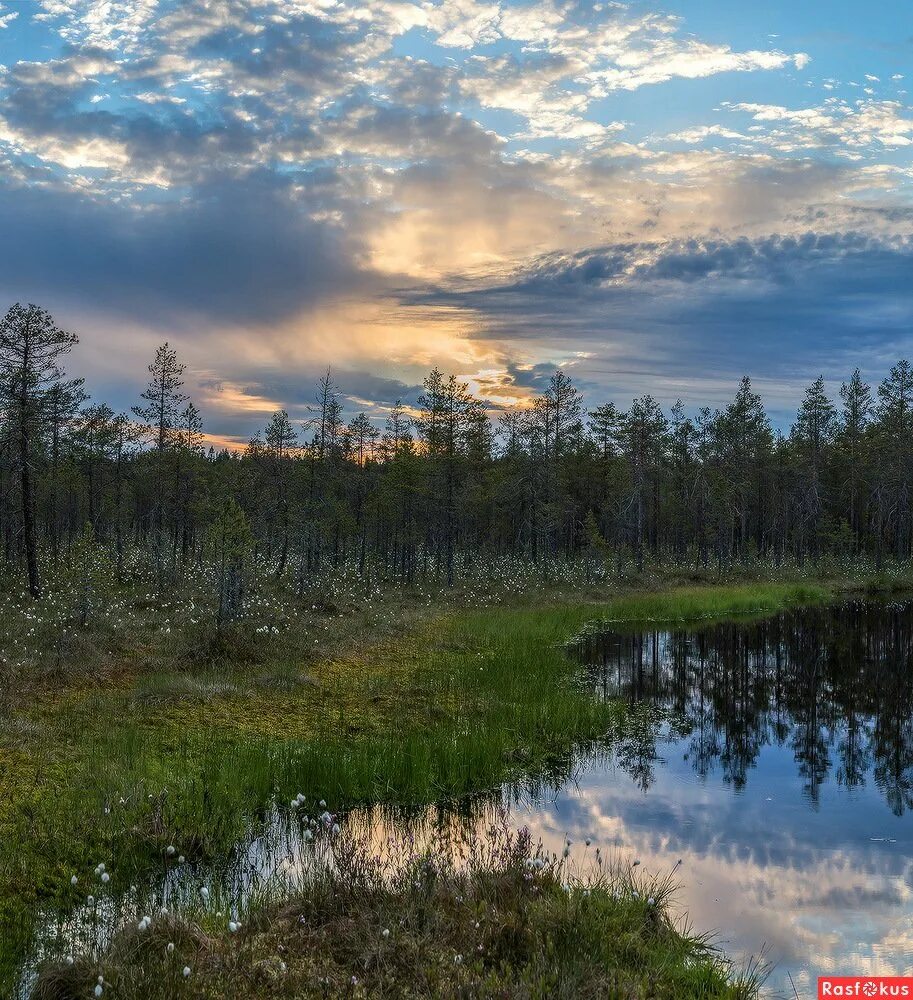 Природа северо запада района. Болото Озерное Ленинградской области. Торфяные болота на Северо западе России.