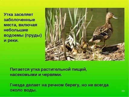 Как пишется утка