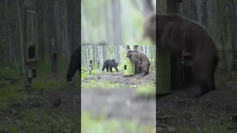 Я медведь как снимали медвежонка