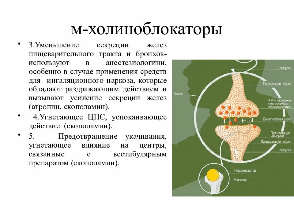 Уменьшение секреции. М холиноблокаторы секрецию желез. м-холиноблокаторы скополамин. м-холиноблокаторы для снижения секреции слюнных желез. средства уменьшающие секрецию: м-холиноблокаторы.