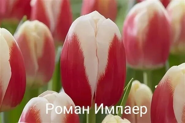 Тюльпан Роман Эмпайр (Roman Empire) - купить луковицы в интернет-магазине Агро-М