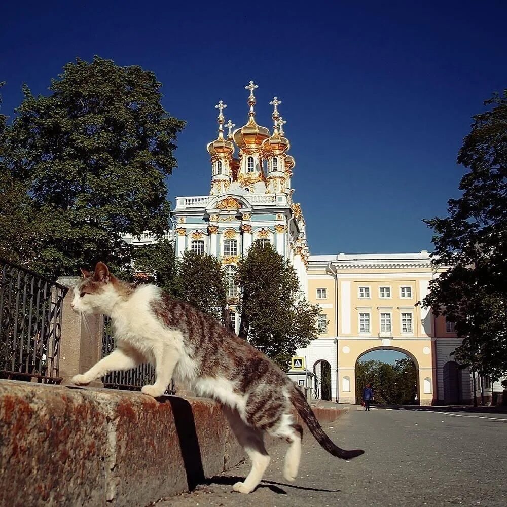 Петербургские коты Эрмитажа в Санкт-Петербурге. Музей Царское село. Петербургская кошка. Коты Эрмитажа.