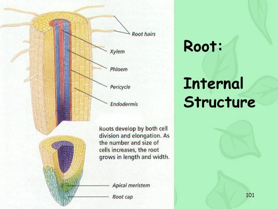 Internal root. Internal structure of the root. корень (ботаника). структура рут картинка. internal structure of plants.