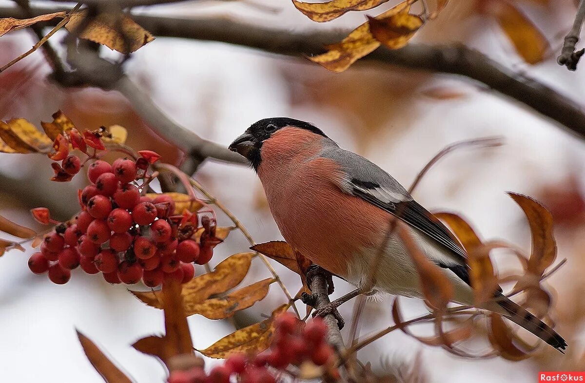 птицы осенью. сойка рябинник. осень птицы. птица на ветке. поздняя осень птицы.