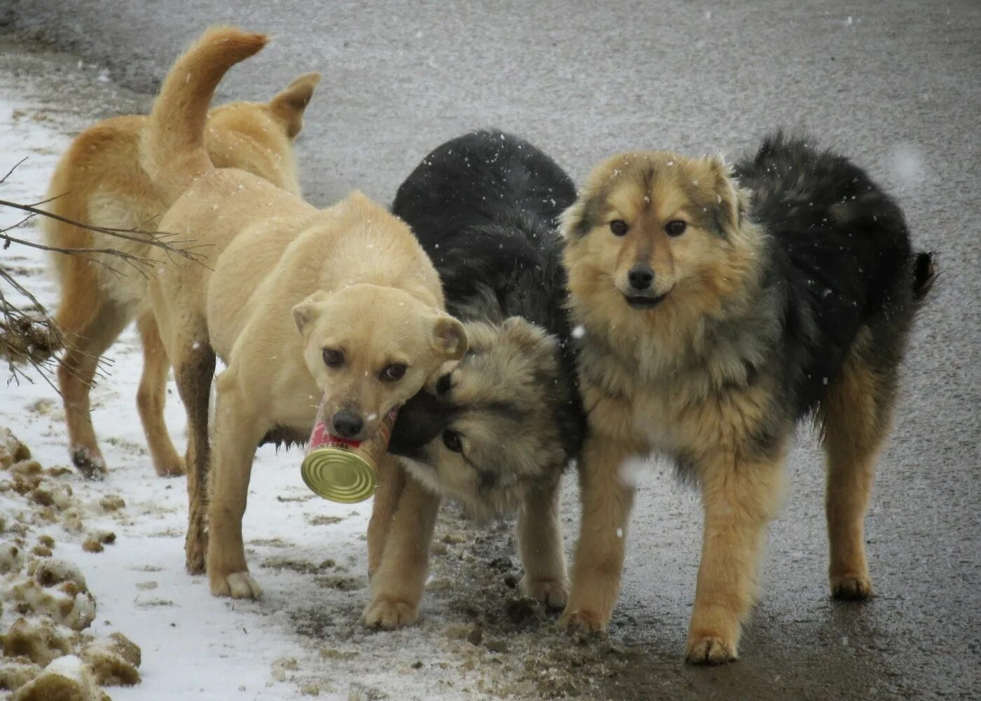 приют,для,бездомных,собак,в,краснодаре. приют для собак в красноуфимске. приют для животных оскар. приют кунгур приют для собак. кунгур приют для животных оскар.