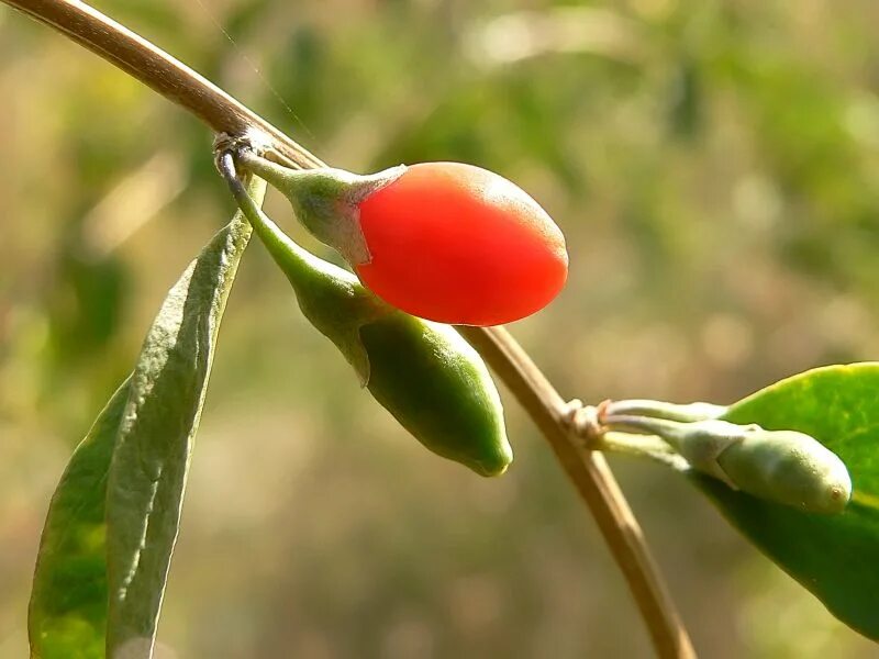 ягода дереза 5 букв первая е. дереза обыкновенная годжи. ягода дереза 5 букв первая е. колючий кустарник дереза. кустарник дереза обыкновенная.