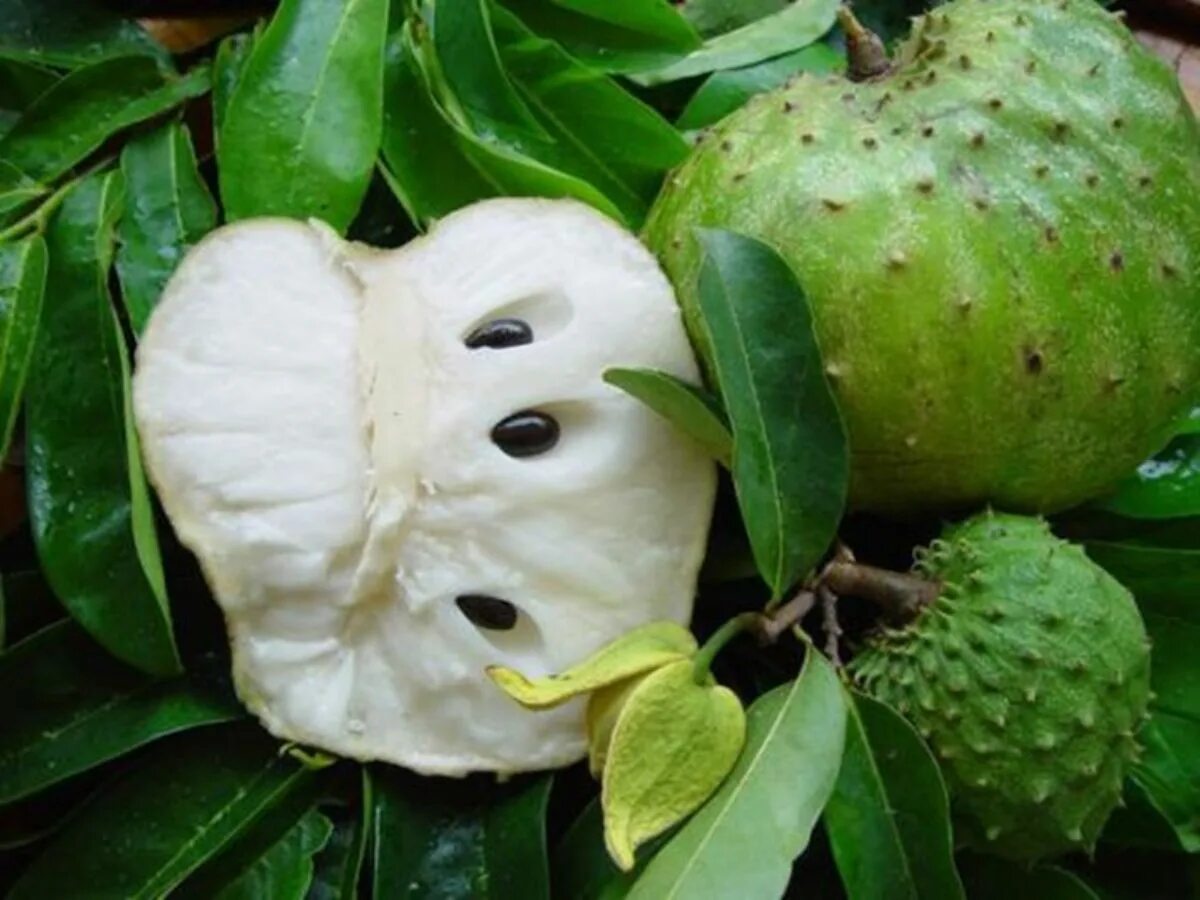 Гуанабана (Саусеп, аннона). Сметанное яблоко гуанабана. Гравиола фрукт. Саусеп фрукт. Продам экзотических