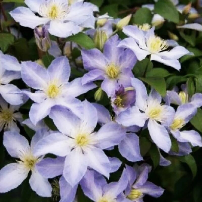 clematis-baby-white Интернет-магазин цветов и растений PlantShip