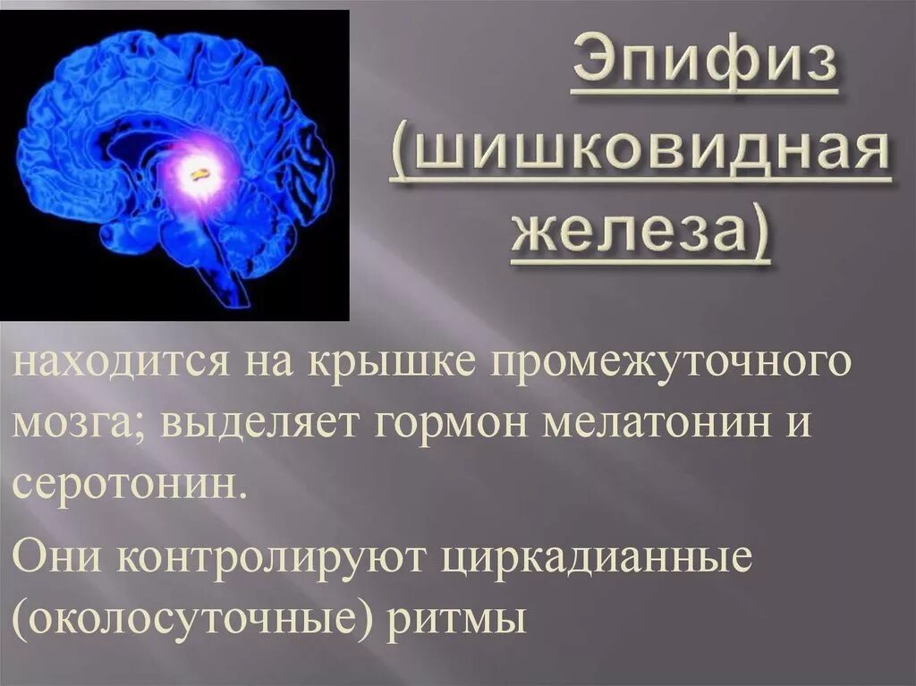 Пинеальная железа это. Шишковидная железа. Эпифиз. Эпифиз железа. Эпифиз мозга.