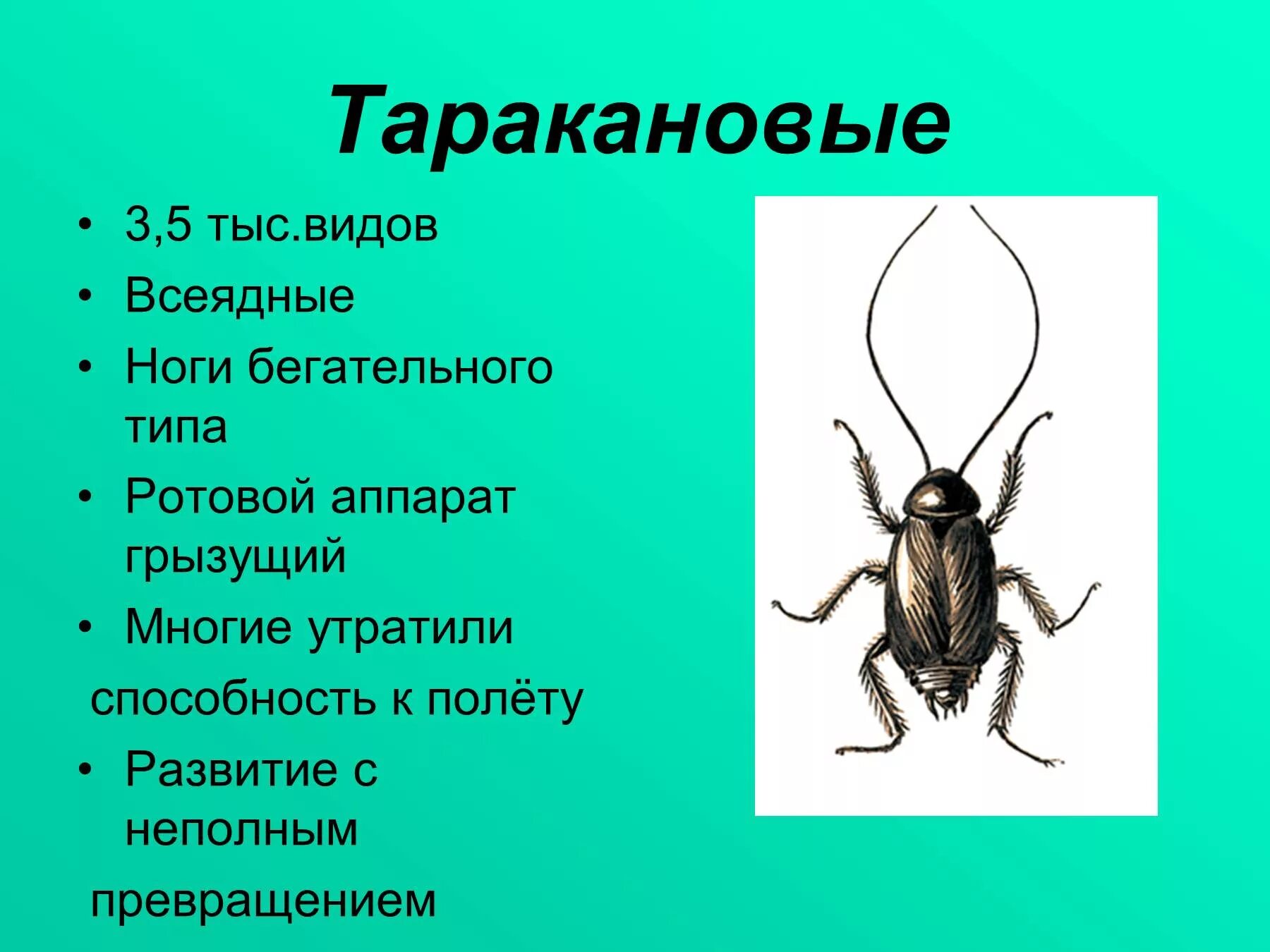 Отряд Таракановые представители таблица. Отряд насекомых Таракановые таблица. Признаки отряда Таракановые. Таракановые характеристика.