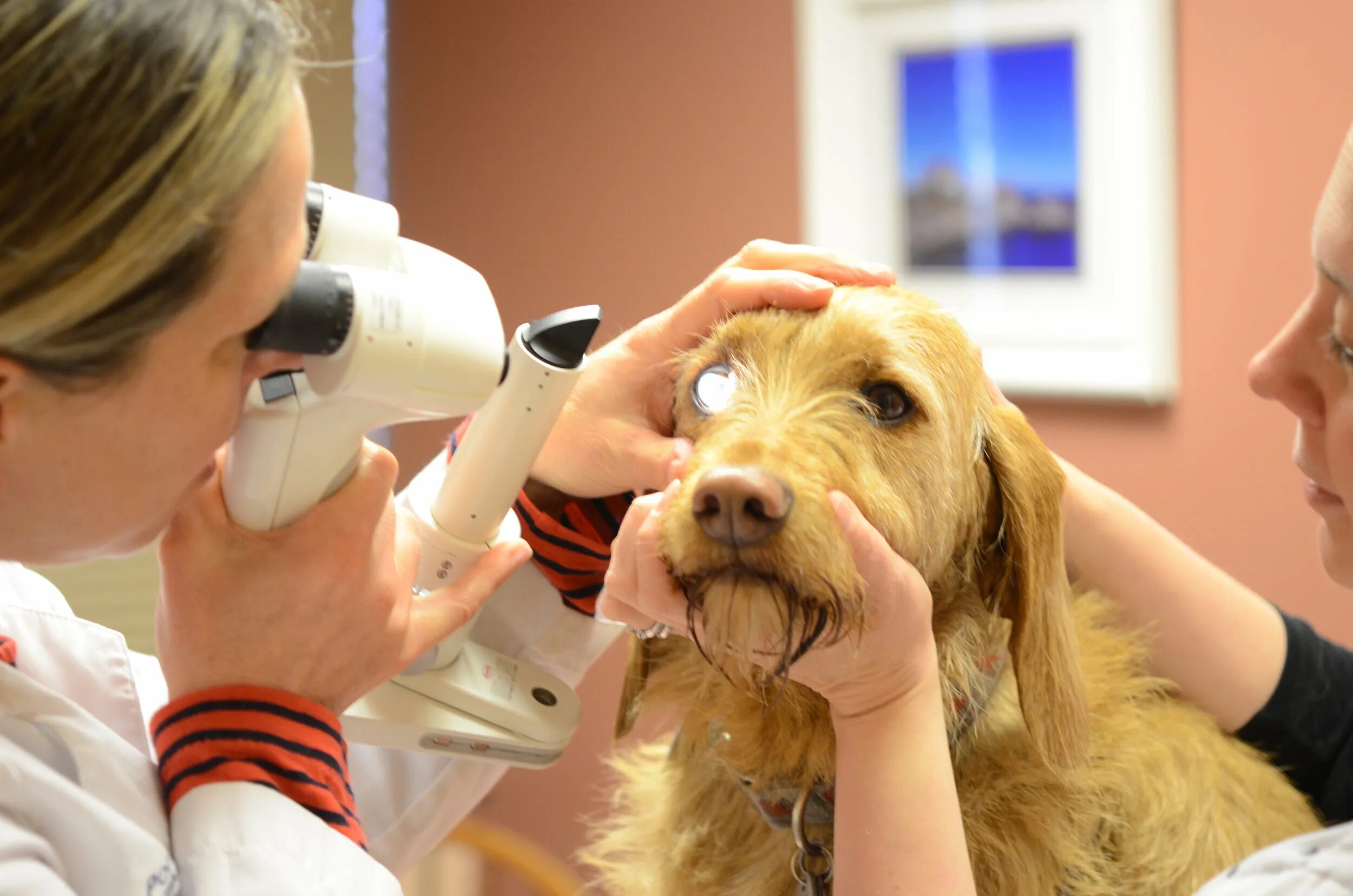 Veterinary Ophthalmologists. Ветеринарная клиника Тбилиси. Хороший ветеринар рейтинг