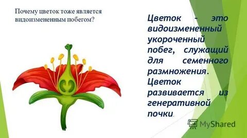 Цветок является побегом