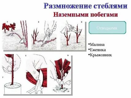 Стебель размножение