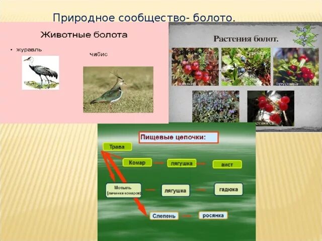 Видовой состав болота. Природное сообщество болото. Цепи питания. Обитатели природных сообществ. Животные и растения сообщества.